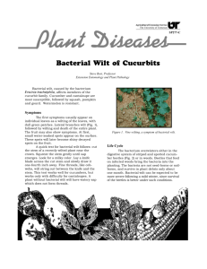 Plant Diseases - Bacterial Wilt of Cucurbits