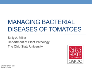 managing bacterial diseases of tomatoes
