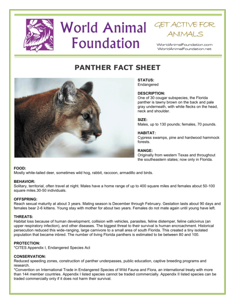 Пантера плюс. World animal Foundation. Facts about Panther. Animal fact file.