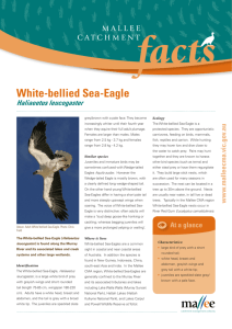 White-bellied Sea-Eagle - Mallee Catchment Management Authority