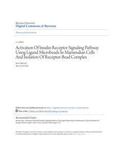 Activation Of Insulin Receptor Signaling Pathway Using Ligand