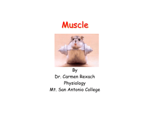 Muscle 1 - Mt. San Antonio College