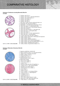Comparative Histology Microscope Slide Section
