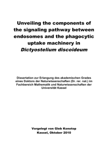 Unveiling the components of the signaling pathway