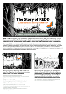 The story of REDD: A real solution to deforestation?