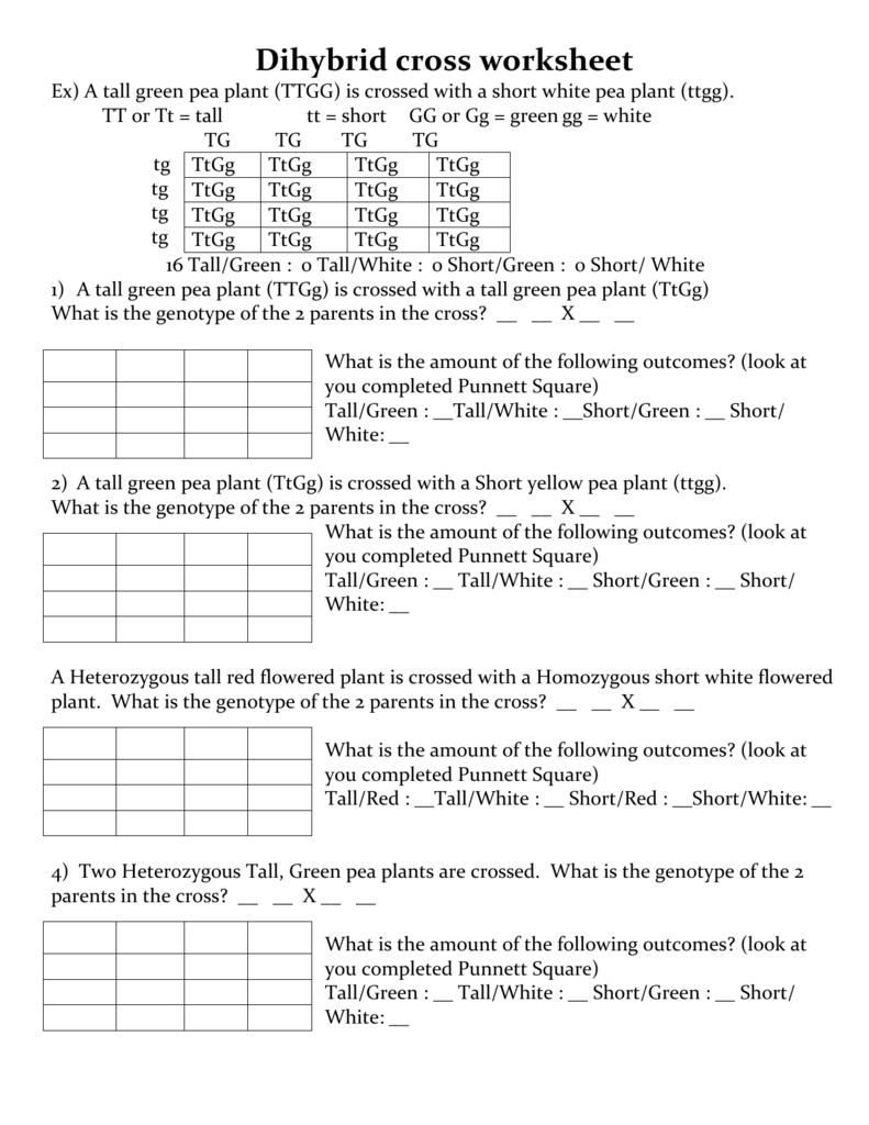 Pea Plant Punnett Square Worksheet TUTORE ORG Master Of Documents