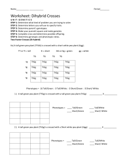 Punnett square worksheet