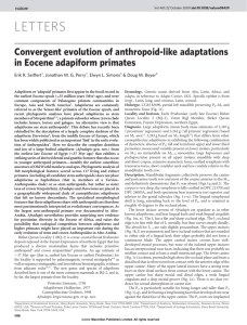Convergent evolution of anthropoid