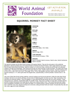 squirrel monkey fact sheet