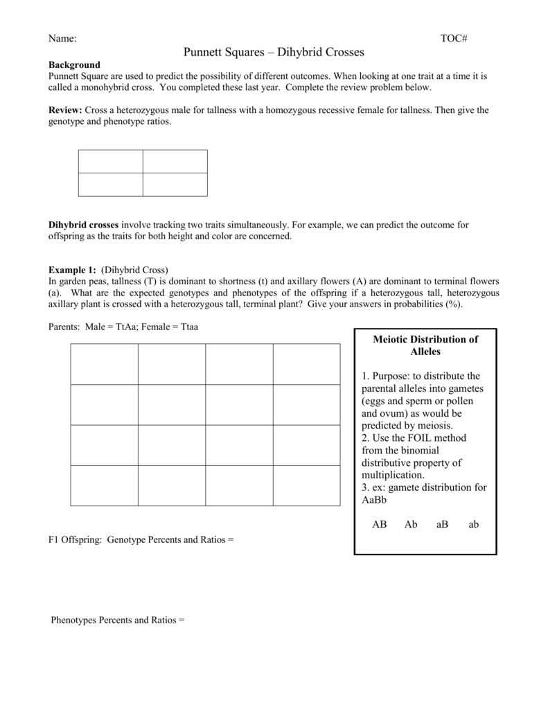 Punnett Squares – Dihybrid Crosses Within Dihybrid Cross Worksheet Answers