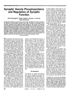 Synaptic Vesicle Phosphoproteins and Regulation of