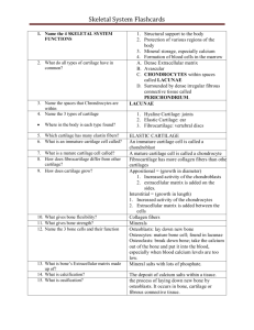 Skeletal flashcards