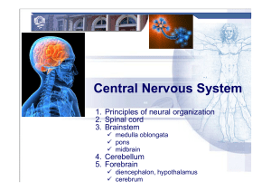 12_Central_Nervous_S..