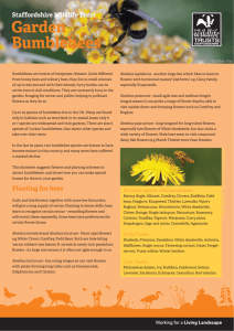 bumblebee factsheet.indd - Staffordshire Wildlife Trust