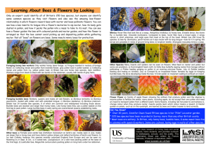 Learning About Bees & Flowers by Looking