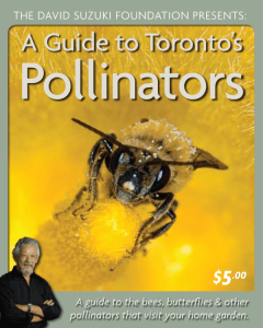 A Guide to Toronto's Pollinators