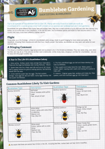 Bumblebee Gardening - Surrey Wildlife Trust