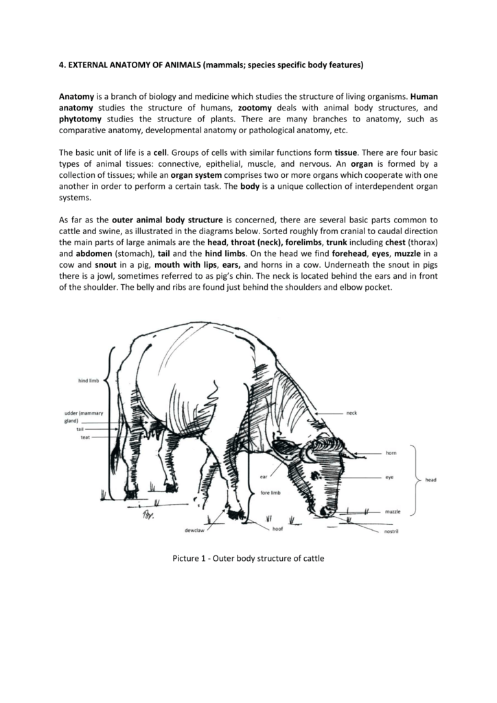 04_External Anatomy of Animals