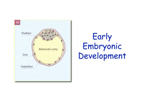 16. Early Embryo Develop 2010