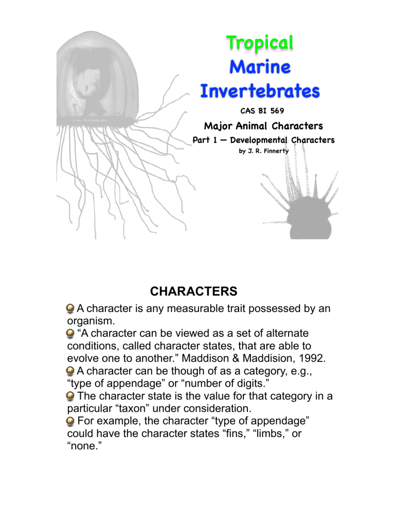Tropical Marine Invertebrates