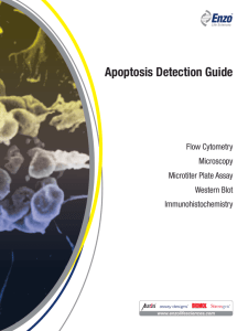 Apoptosis Detection Guide
