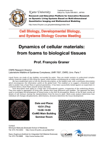 Dynamics of cellular materials: from foams to biological tissues Prof