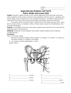 Appendicular Skeleton Lab Part B: Pelvic Girdle and