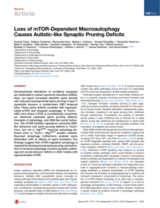 Loss of mTOR-Dependent Macroautophagy Causes Autistic