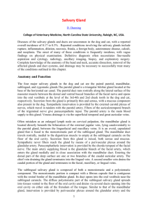 Salivary Gland - phenix