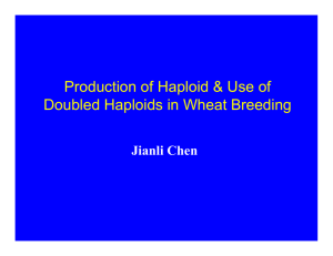 Production of Haploid & Use of Doubled Haploids in Wheat Breeding