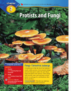 Chapter 2: Protists and Fungi