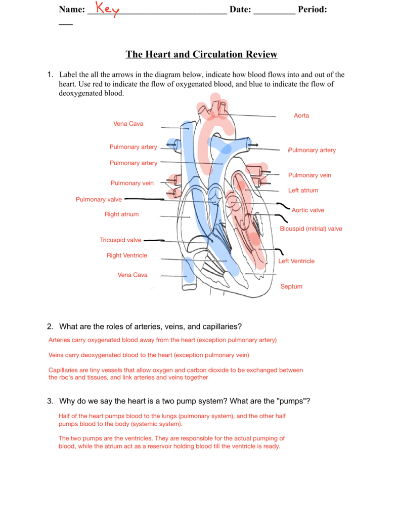Structure of the Heart & Circulation Review Answer Key Inside The Circulatory System Worksheet Answers