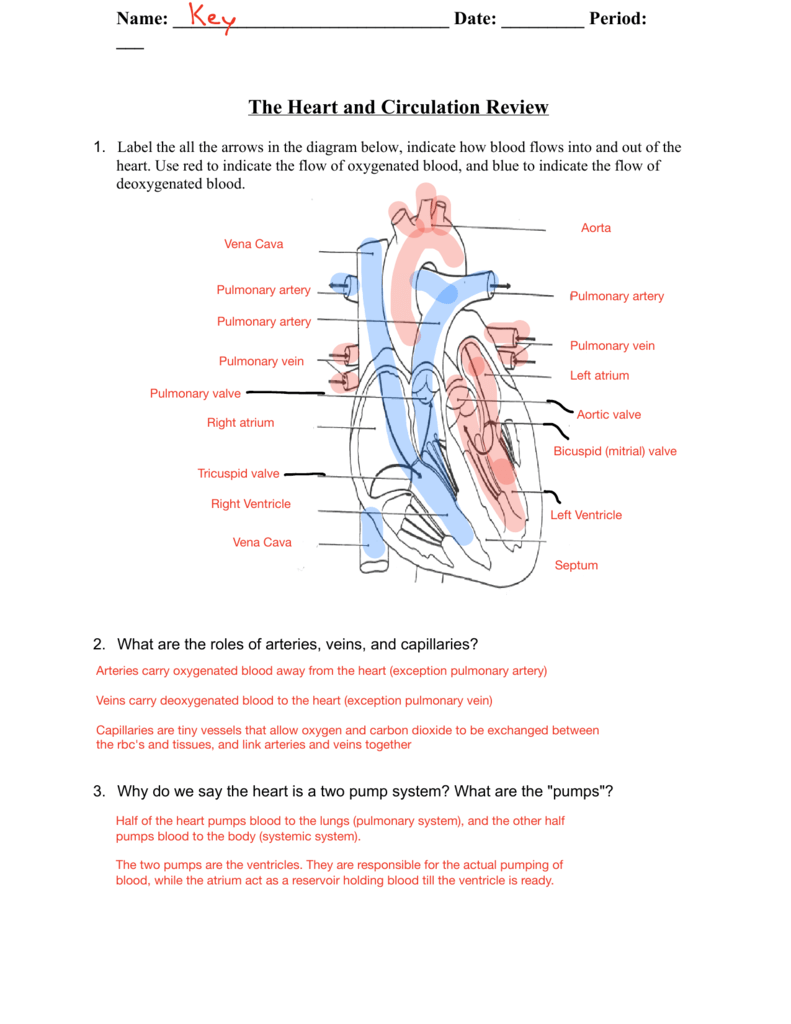 Systemic Blood Flow Chart