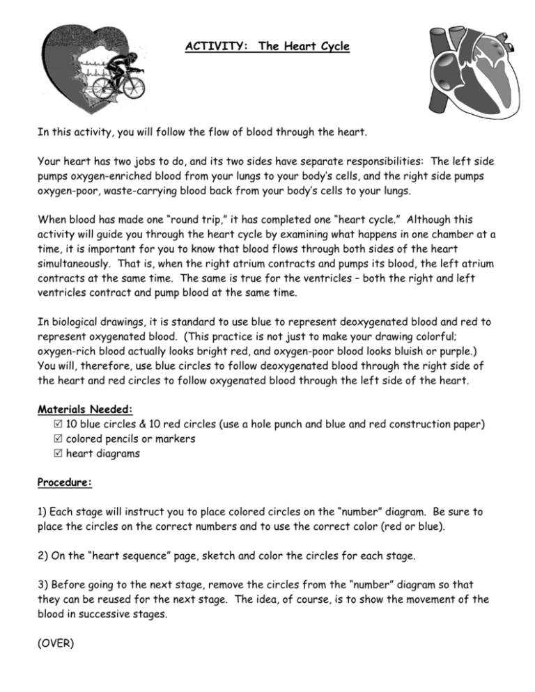 The Heart Cycle Worksheet Answers