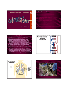 Human Anatomy & Physiology Cardiovascular System