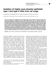 Isolation of highly pure alveolar epithelial type I and type II cells from
