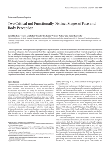 Two Critical and Functionally Distinct Stages of Face and Body
