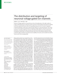 The distribution and targeting of neuronal voltage