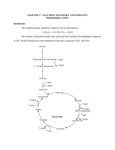 Chapter 17 - Electron Transport and Oxidative Phosphorylation