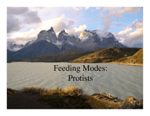 Feeding Modes: Protists