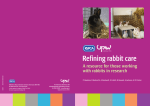 Refining rabbit care