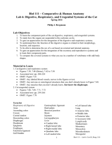 Biol 111 – Comparative & Human Anatomy Lab 6: Digestive