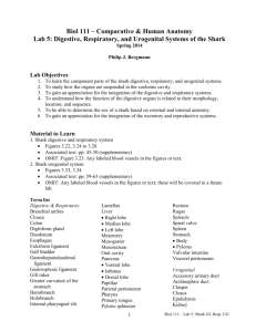 Biol 111 – Comparative & Human Anatomy Lab 5: Digestive