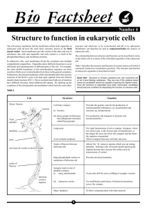 Structure to function in eukaryotic cells