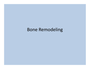 Bone Remodeling notes