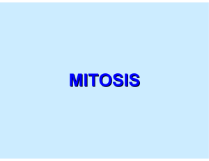 mitosis - Citrus College