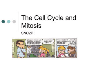 The Cell Cycle and Mitosis: An Intro