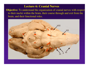 To Understand The Organization Of Cranial nerves