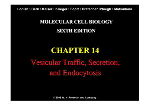 CHAPTER 14 Vesicular Traffic, Secretion, and Endocytosis