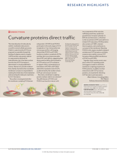Endocytosis: Curvature proteins direct traffic